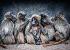 Gelada Huddle - Jonathan Elliott (Open).jpg